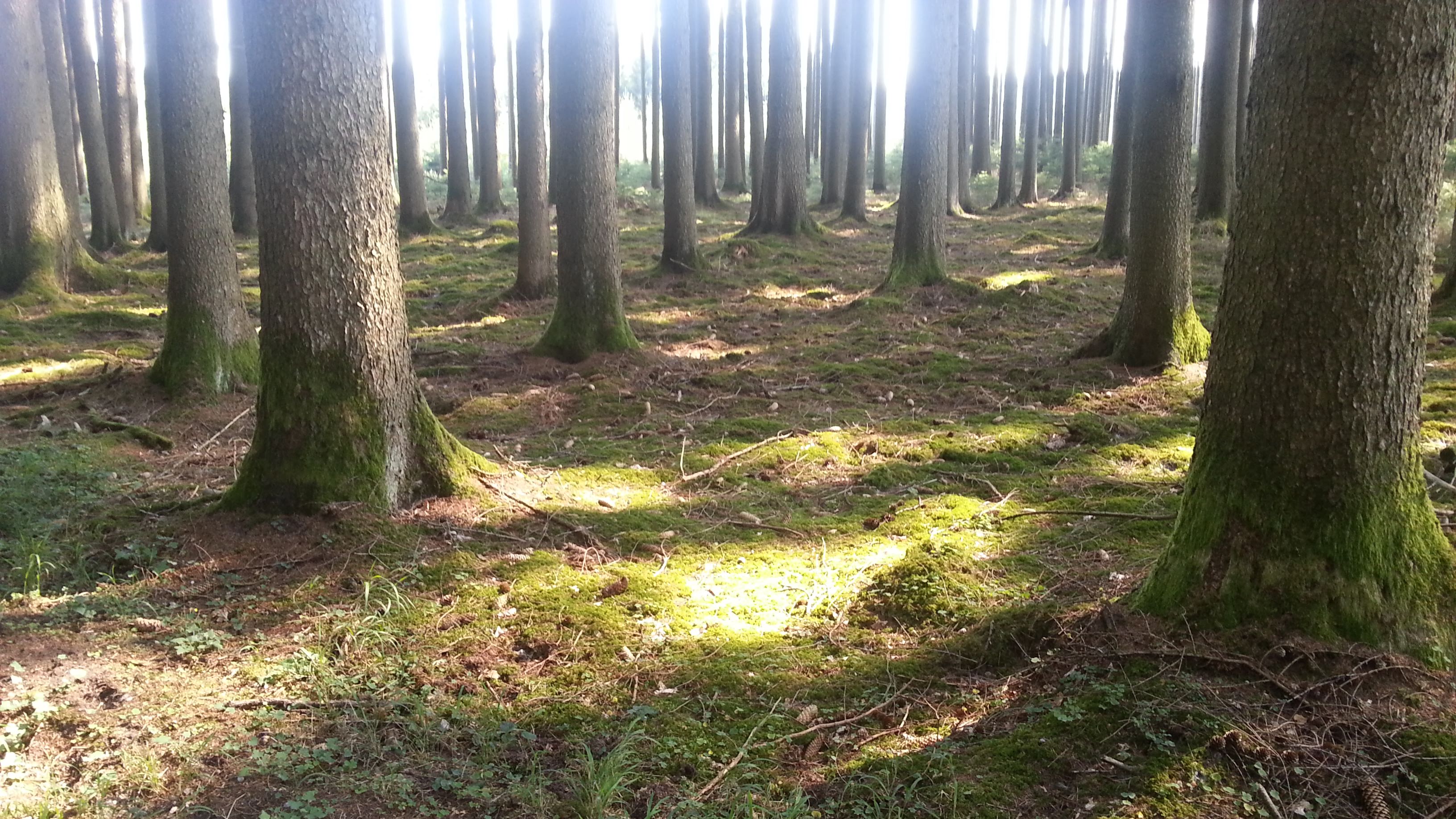 Im Wald bei Konradshofen
