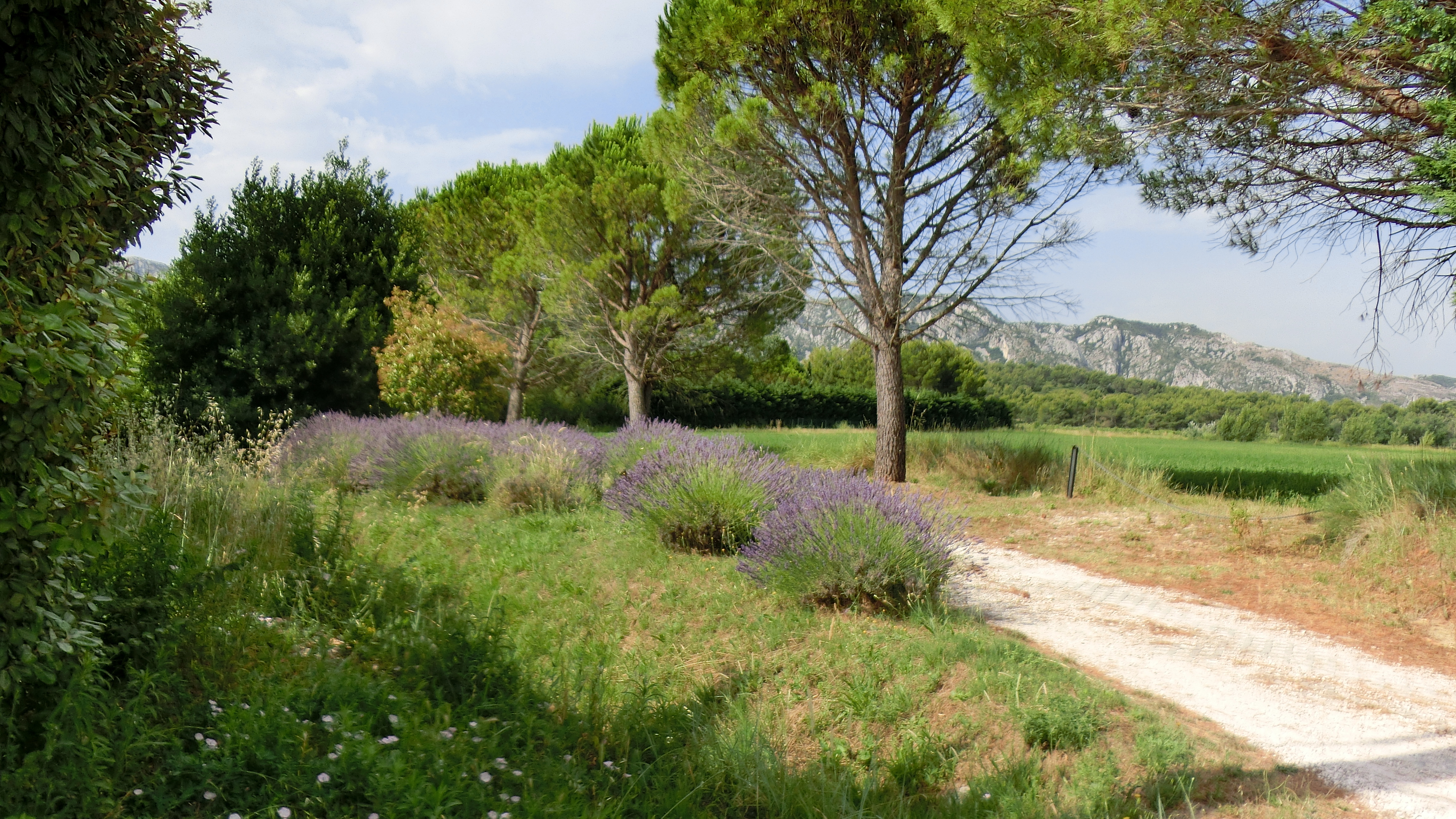 Radeln in der Provence - Blick auf "Les Alpilles"