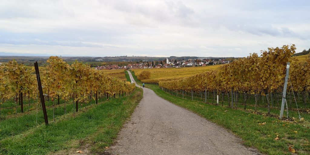 Radeln in der Pfalz - von Heuchelheim nach Landau